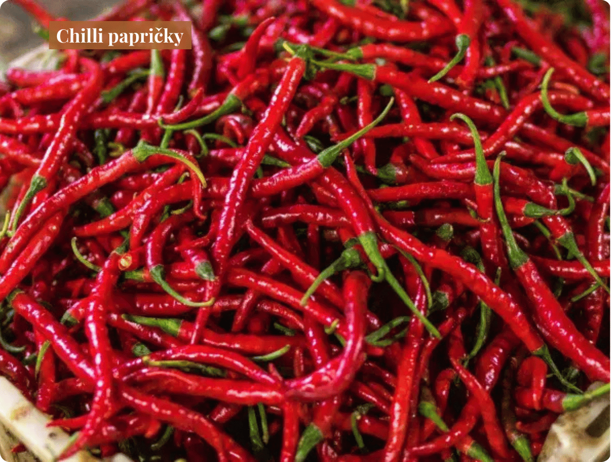 chilli paprička (2)